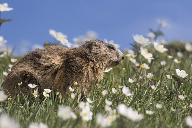 Обои картинки фото животные, суслики,  сурки, зверёк
