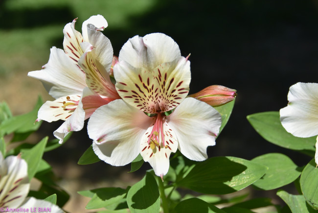 Обои картинки фото цветы, альстромерия