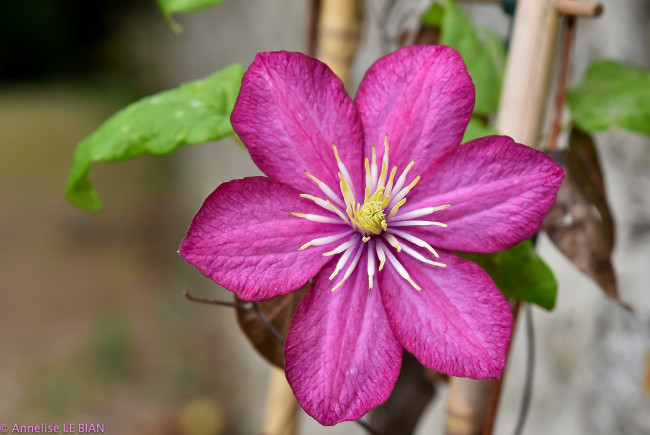 Обои картинки фото цветы, клематис , ломонос, клематис