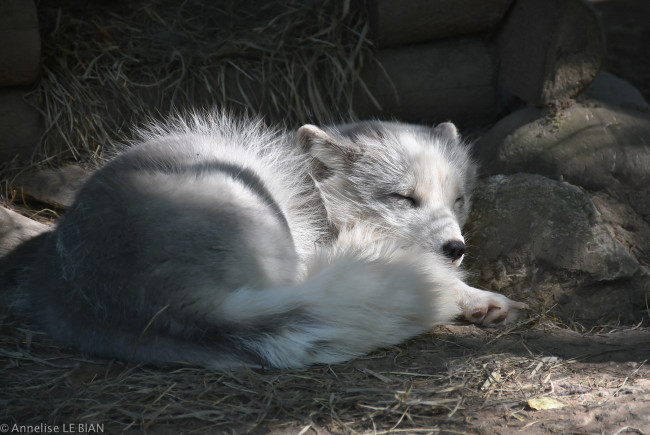 Обои картинки фото животные, песцы, песец