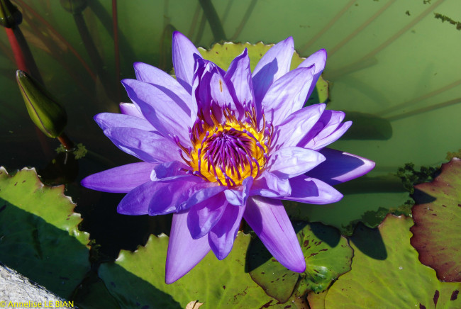 Обои картинки фото цветы, лилии водяные,  нимфеи,  кувшинки, цветок