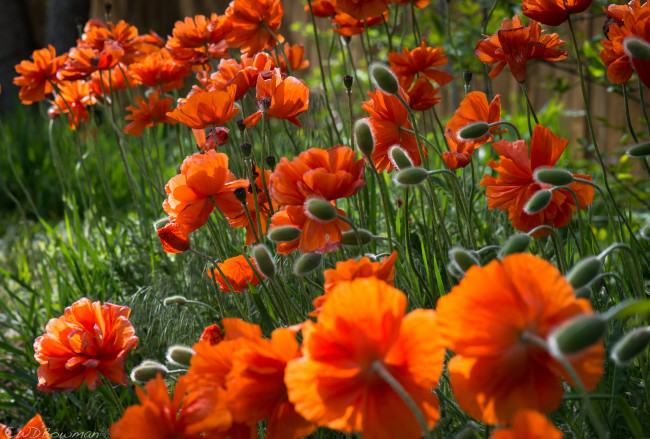 Обои картинки фото цветы, маки, лето, поле