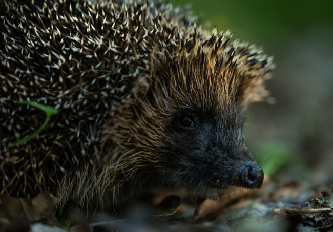Обои картинки фото животные, ежи, еж, иголки, листья, лес