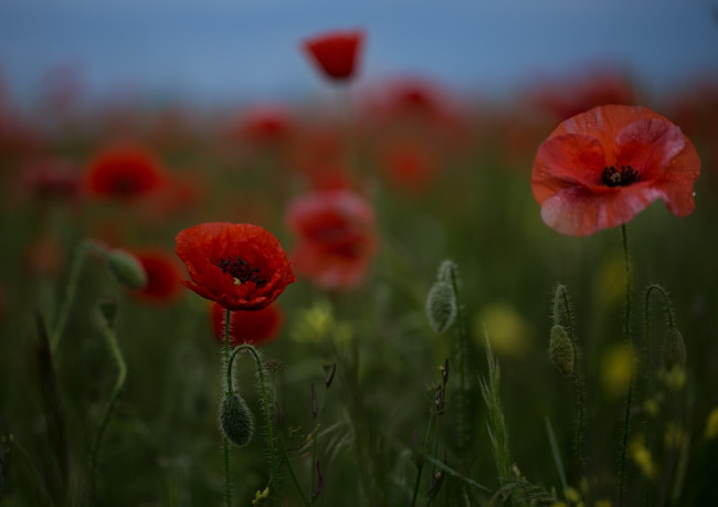 Обои картинки фото цветы, маки, ночь, небо, поле