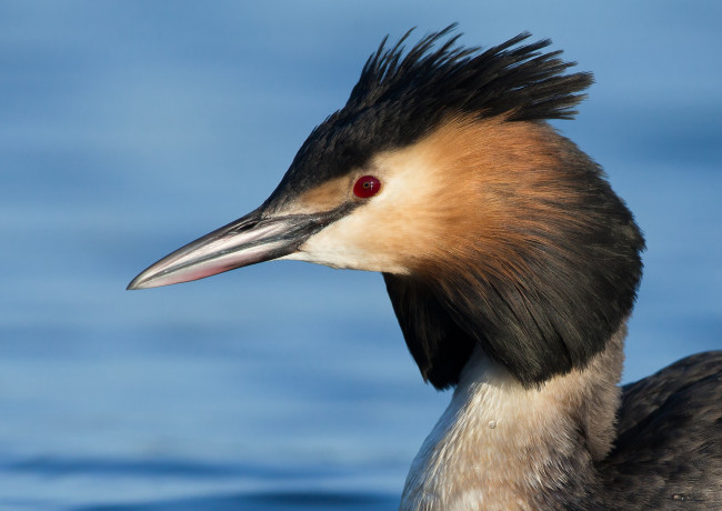 Обои картинки фото животные, Чомги , поганки, птица