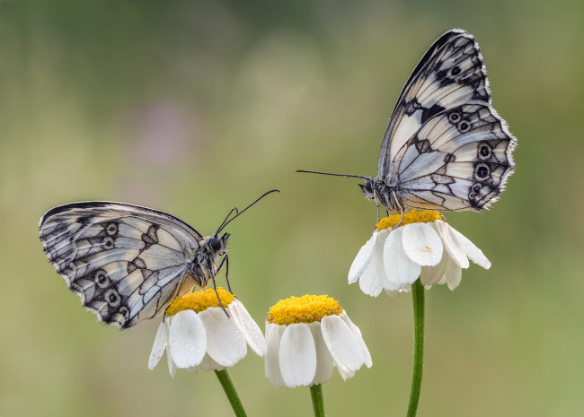 Обои картинки фото животные, бабочки,  мотыльки,  моли