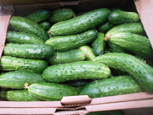 Картинка еда огурцы