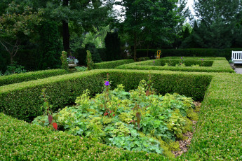 Картинка природа парк кусты