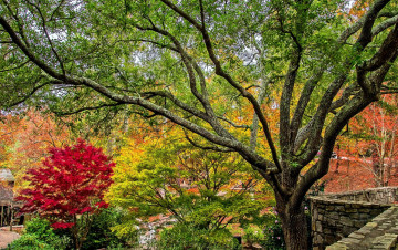 Картинка природа деревья осень