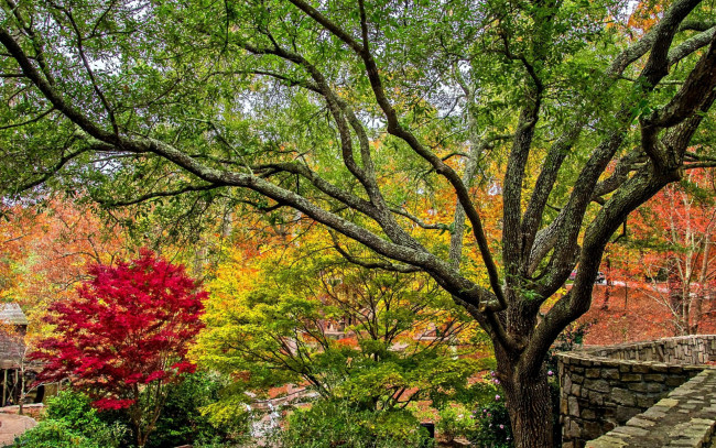 Обои картинки фото природа, деревья, осень