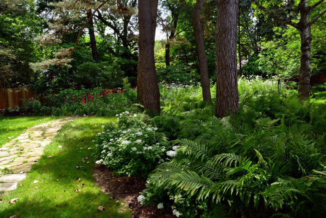 Обои картинки фото природа, парк, папоротник, цветы, деревья
