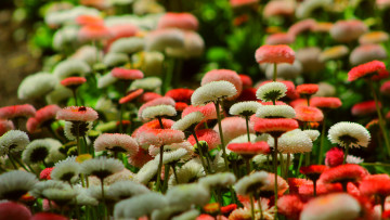 Картинка цветы маргаритки белые розовые красные много