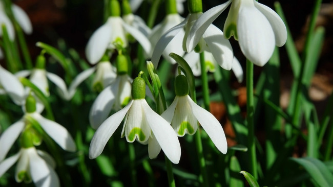Обои картинки фото цветы, подснежники,  белоцветники,  пролески, первоцветы