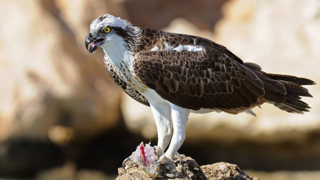 Обои картинки фото животные, птицы - хищники, канюк, камень, птица