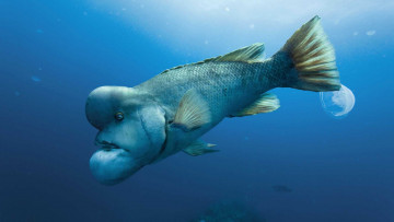 обоя кино фильмы, oc&, 233, ans, рыба, море