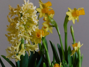 Картинка цветы разные+вместе гиацинт нарциссы