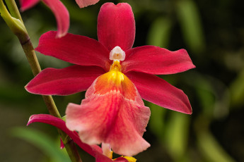 Картинка цветы орхидеи орхидея