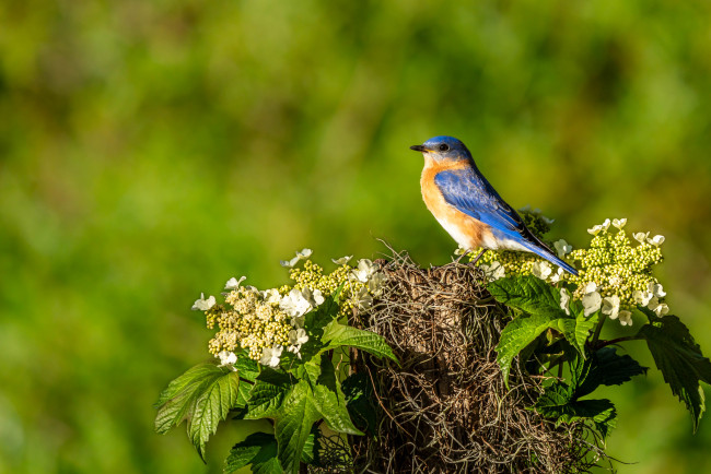 Обои картинки фото животные, птицы, птица