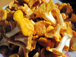 обоя еда, грибы,  грибные блюда, лисички