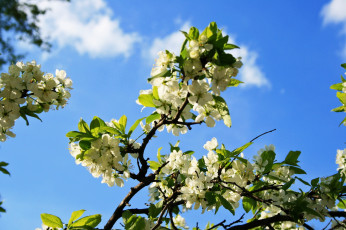 обоя цветы, цветущие деревья ,  кустарники, весна, небо, цветущая, ветка