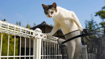 Картинка животные коты кот кошак котяра