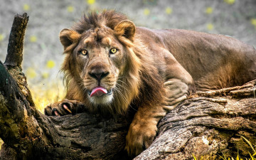 обоя животные, львы, лев, язык, бревно