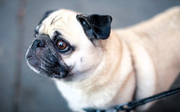 Картинка животные собаки собака мопс