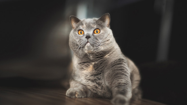 Обои картинки фото животные, коты, кот