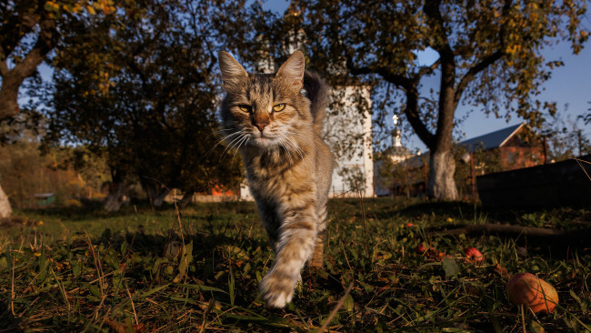 Обои картинки фото животные, коты, кот, кошак, котяра