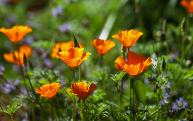 Обои картинки фото цветы, эшшольция , калифорнийский мак, оранжевый