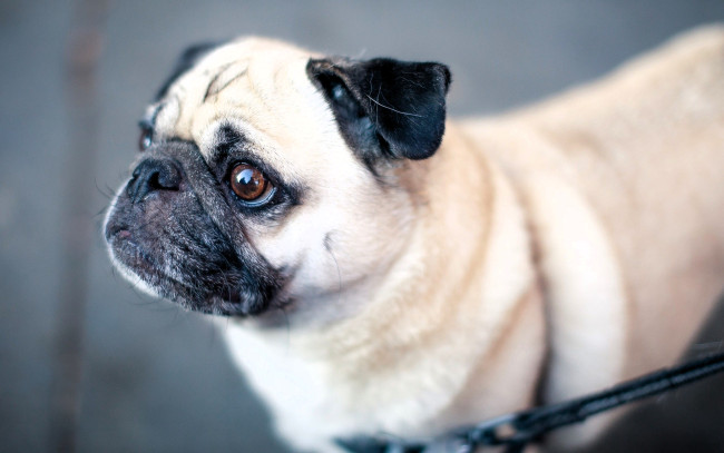 Обои картинки фото животные, собаки, собака, мопс