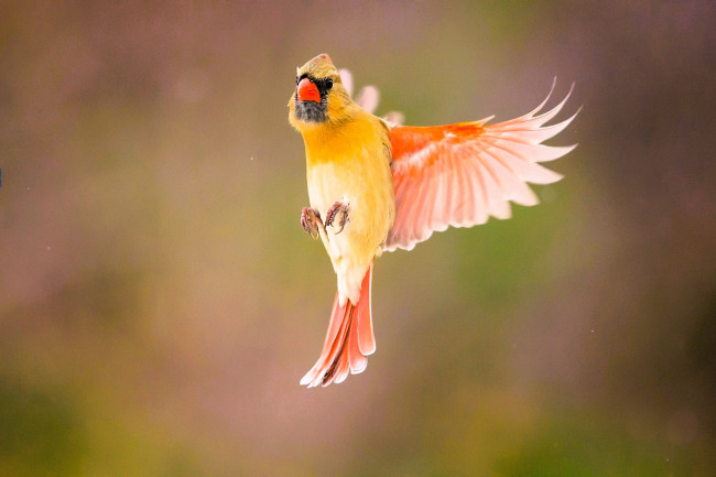 Обои картинки фото животные, кардиналы, кардинал, птица, полет