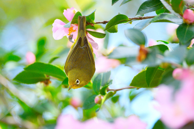 Обои картинки фото животные, белоглазки, птица
