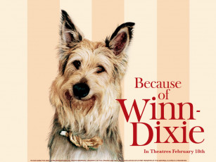 Картинка because of winn dixie кино фильмы