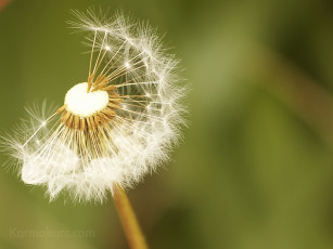 Картинка цветы одуванчики