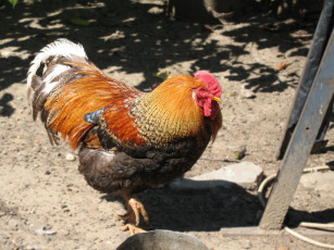 Картинка петя животные куры петухи