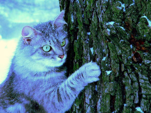 Картинка животные коты