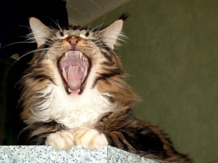 Картинка животные коты