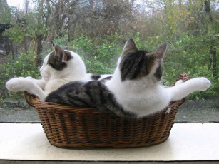 Картинка животные коты