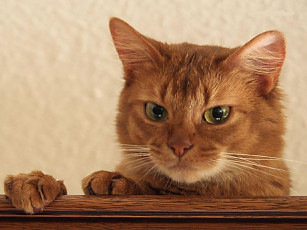 Картинка животные коты