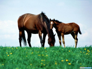 Картинка животные лошади