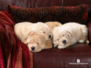 Картинка животные собаки