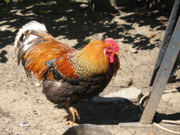 Обои картинки фото петя, животные, куры, петухи