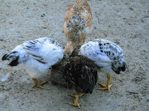 Обои картинки фото семья, животные, куры, петухи