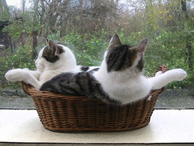 Обои картинки фото животные, коты