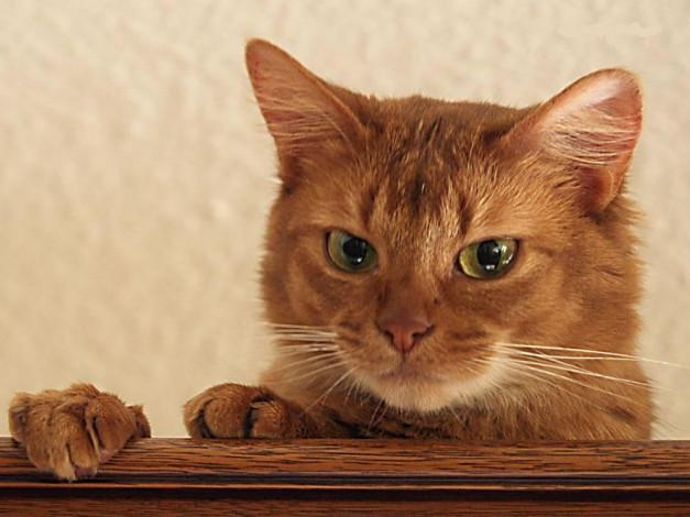 Обои картинки фото животные, коты