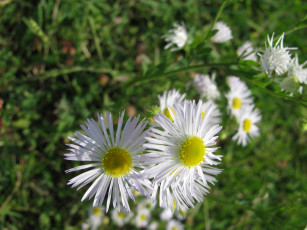 Картинка цветы астры