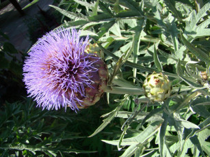 Картинка цветы Чертополох репейник