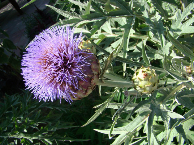 Обои картинки фото цветы, Чертополох, репейник