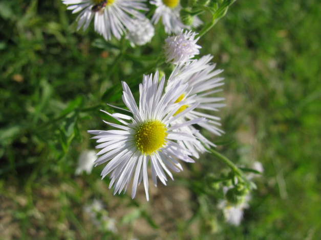 Обои картинки фото цветы, ромашки